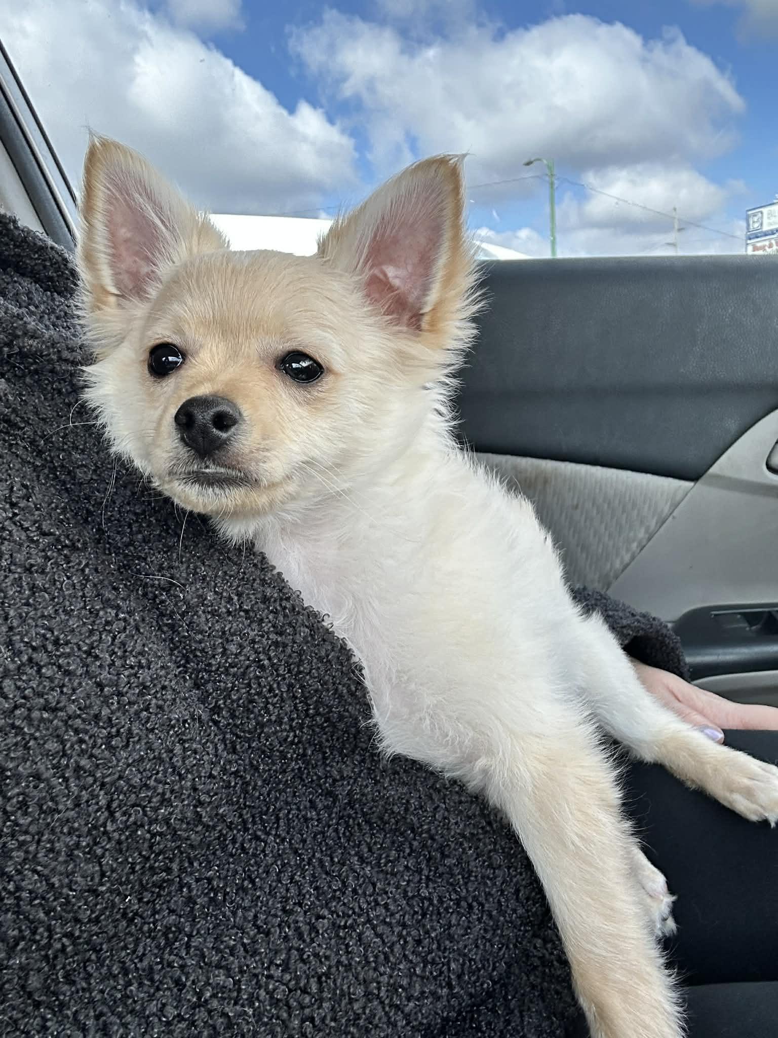 Enlarge Tater Tot, an adoptable mixed breed in Lima, OH image 2/2
