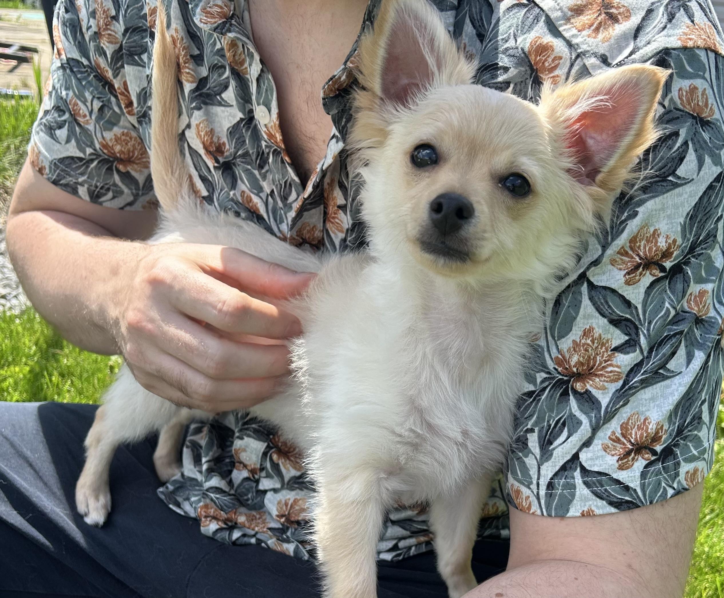 Enlarge Tater Tot, an adoptable mixed breed in Lima, OH image 1/2