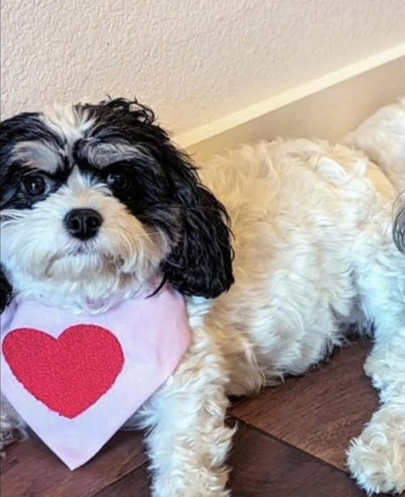 Enlarge Winter, a ADOPTABLE Cavachon in Little Elm, TX image 1/1