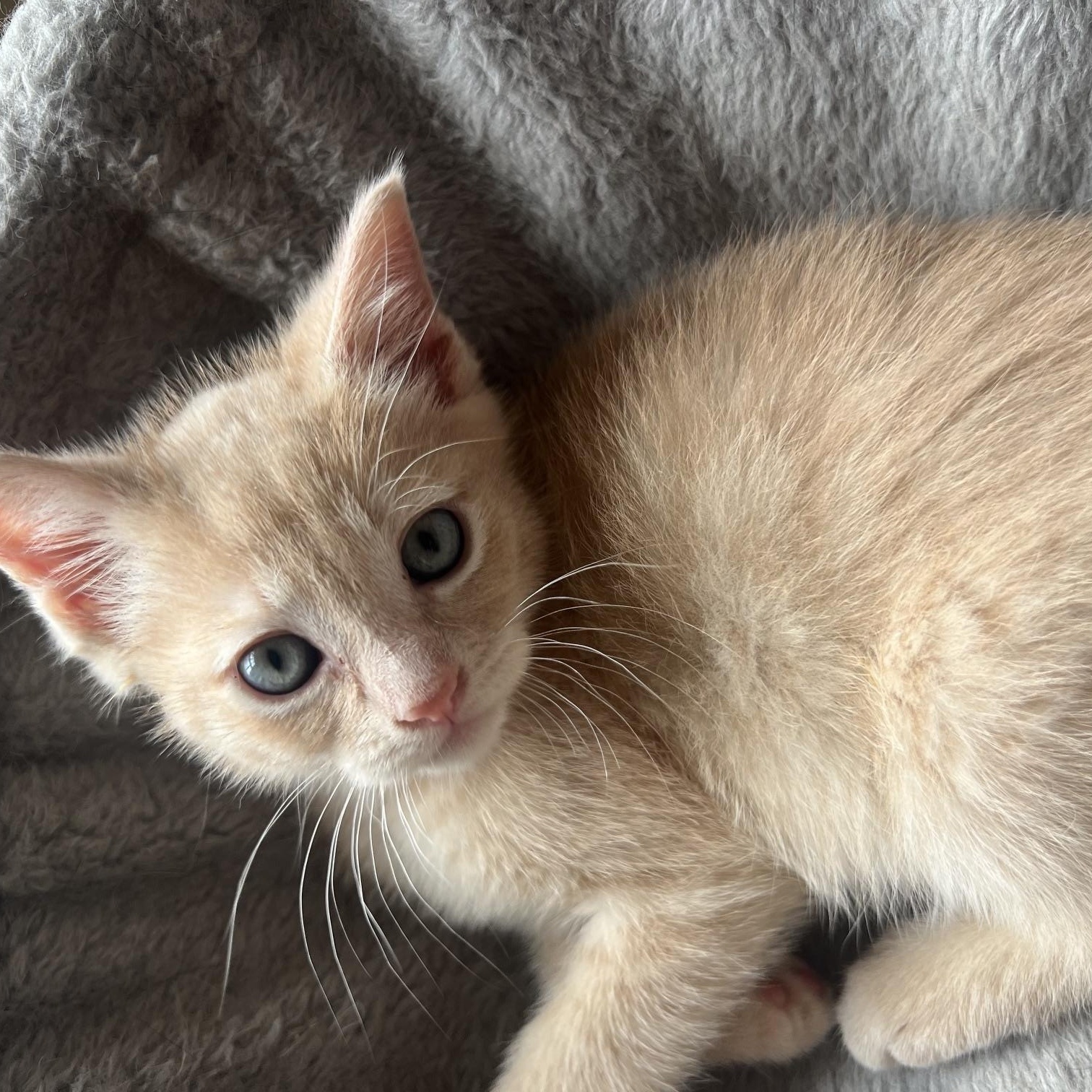 Hall, ADOPTABLE, Kitten Male Domestic Short Hair.