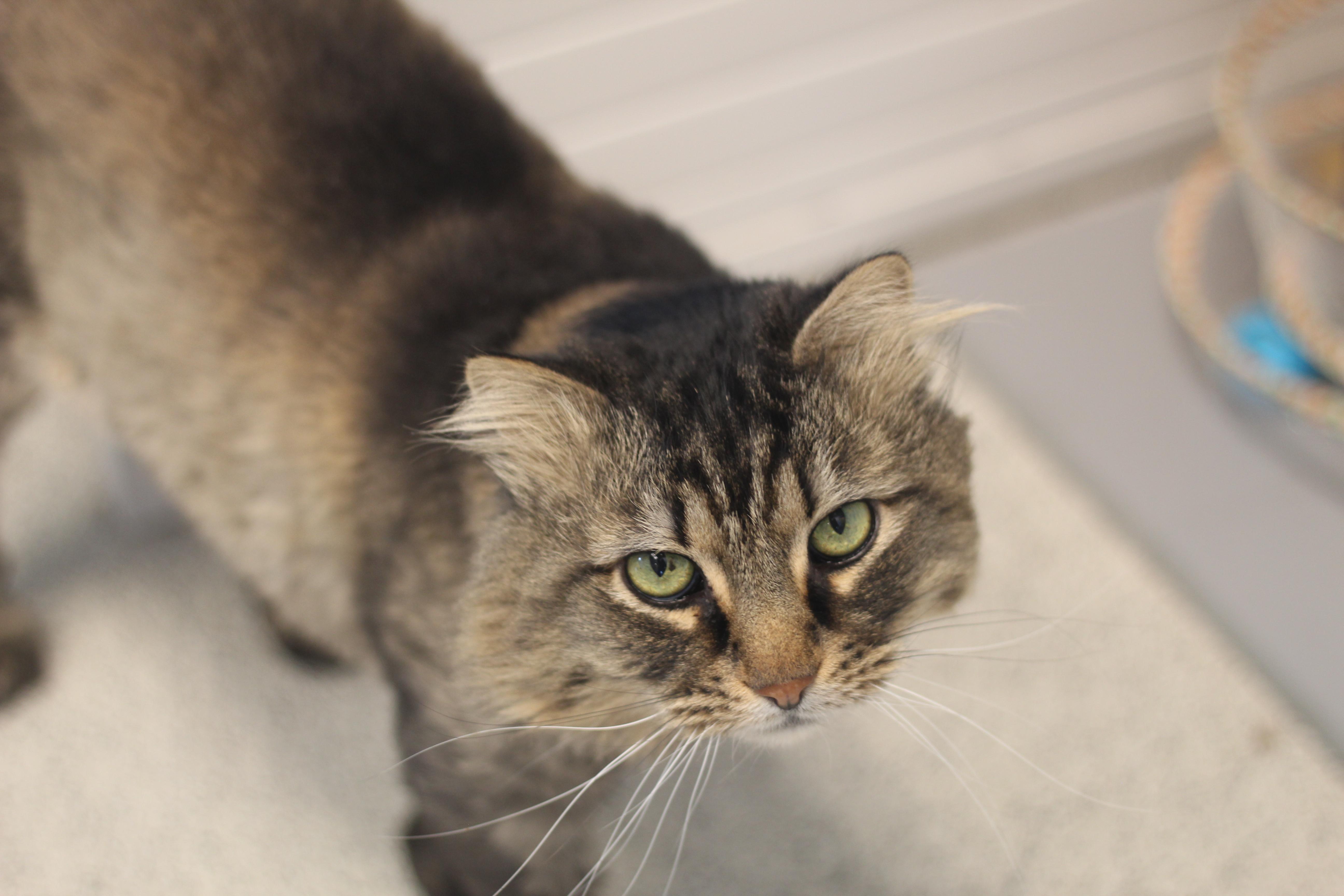 Tazzy, a ADOPTABLE Domestic Long Hair in Cooperstown, NY image 2/2