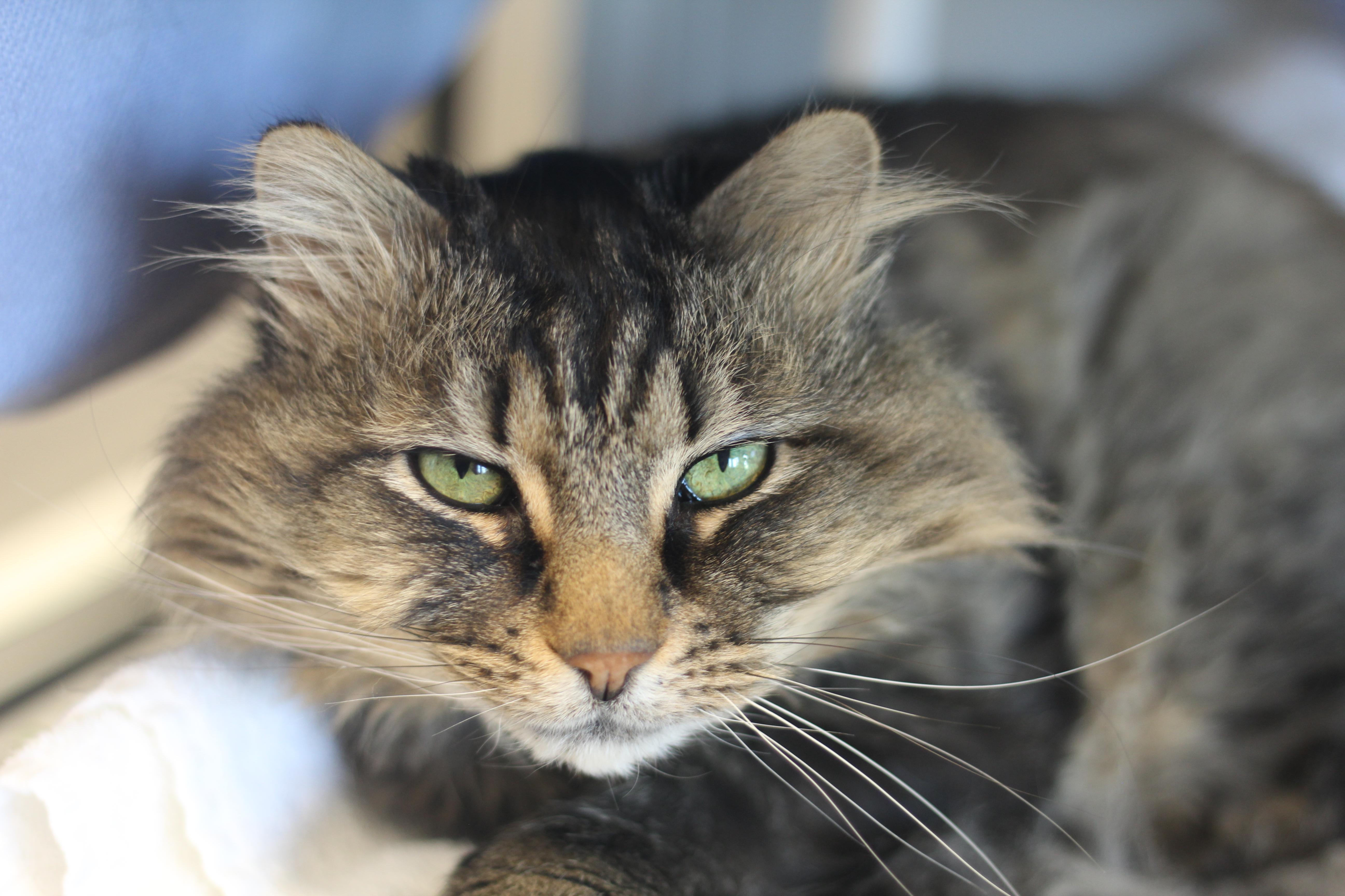 Tazzy, a ADOPTABLE Domestic Long Hair in Cooperstown, NY image 1/2