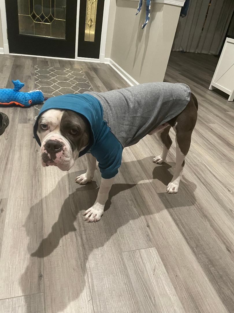 Fergus, Adoptable, Adult Male American Bulldog.