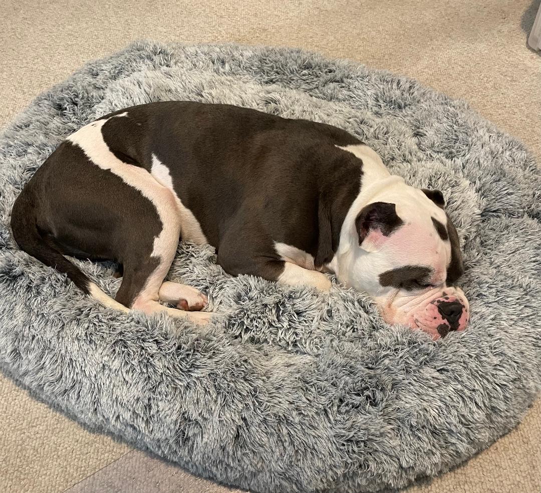 Fergus, a Adoptable American Bulldog in Spring Lake, NJ image 2/3