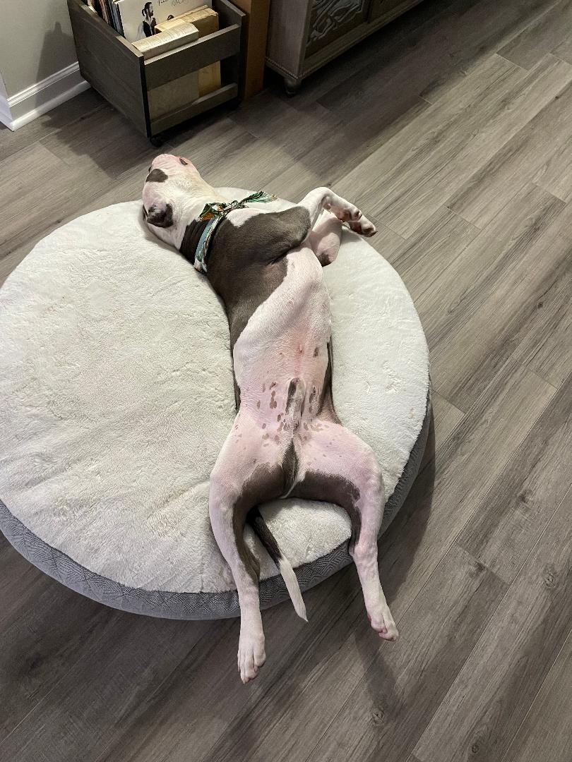 Fergus, a Adoptable American Bulldog in Spring Lake, NJ image 3/3