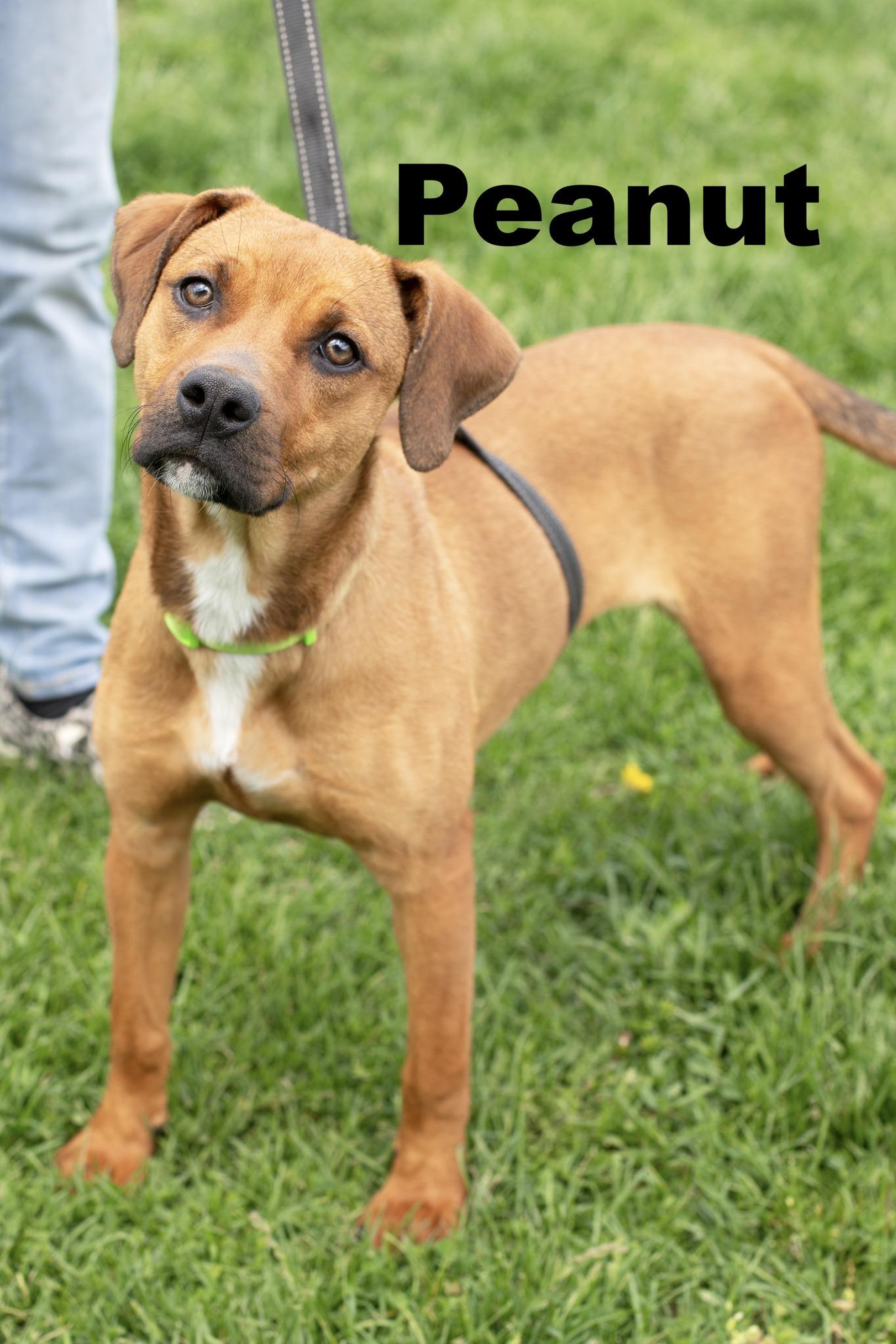 Enlarge Peanut, an adopted Mixed Breed in Macomb, IL image 1/1