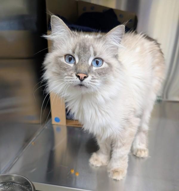 Cerulea, Adoptable, Adult Female Domestic Medium Hair & Siamese.
