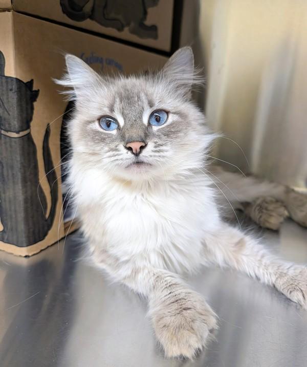 Enlarge Cerulea, a Adoptable mixed breed in Sechelt, BC image 2/3