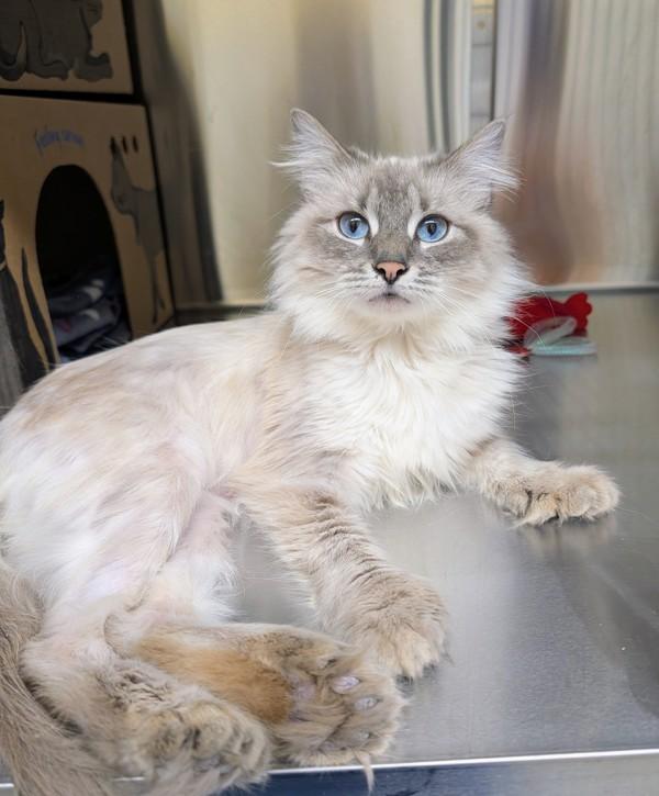 Enlarge Cerulea, a Adoptable mixed breed in Sechelt, BC image 3/3