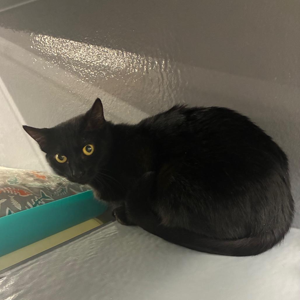 Dunkaroo, Adoptable, Young Female Domestic Short Hair.