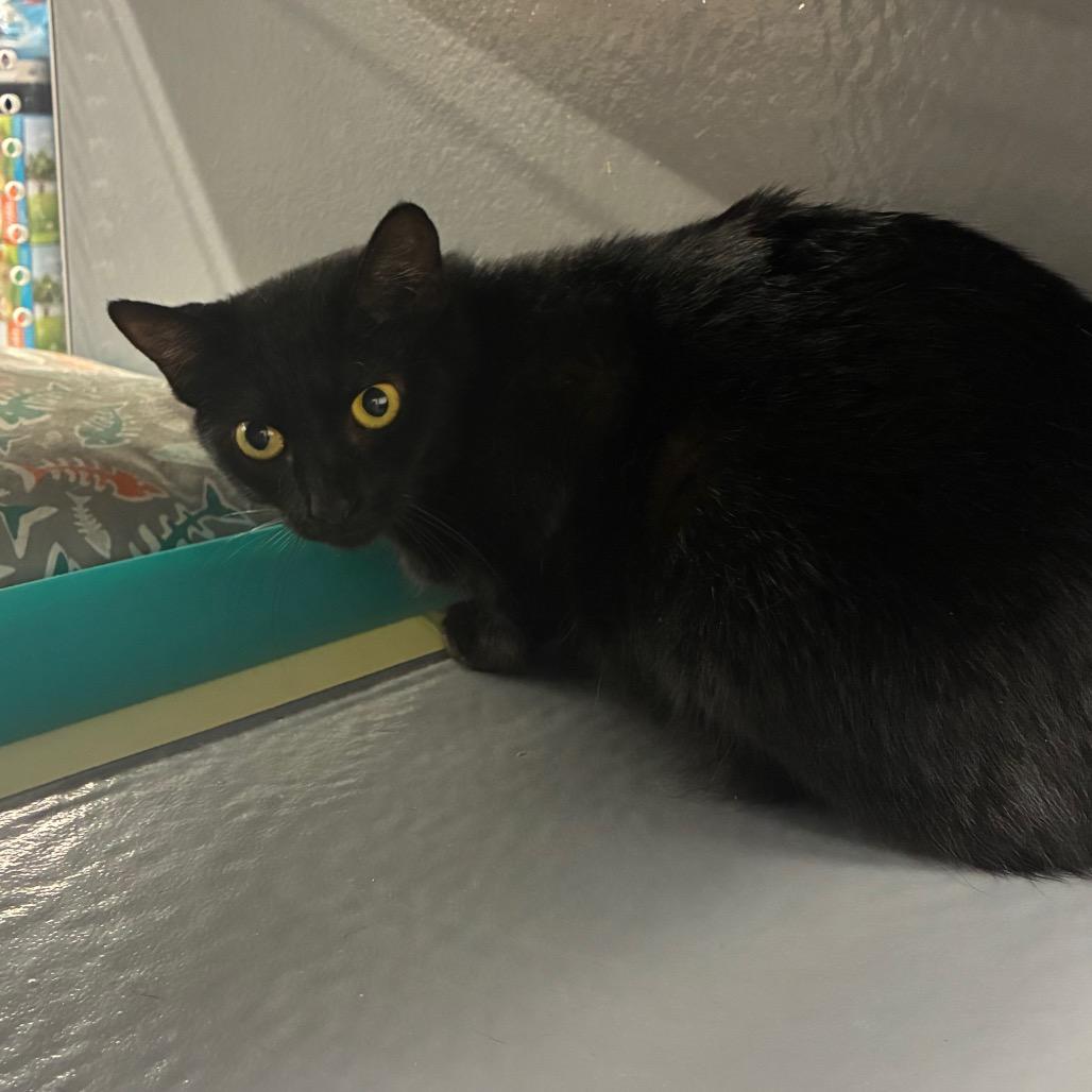 Enlarge Dunkaroo, a Adoptable Domestic Short Hair in Shelbyville, IN image 2/2