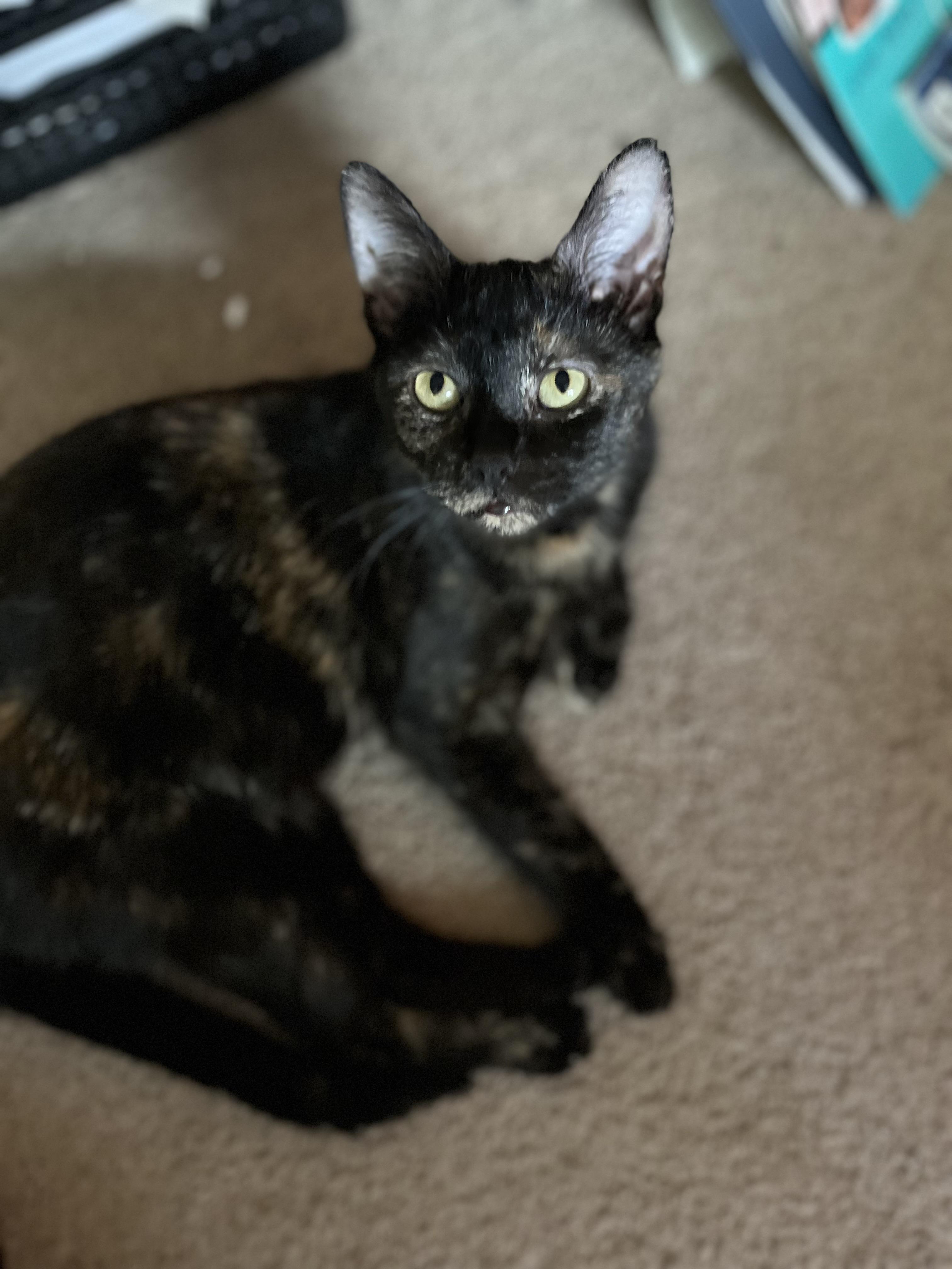 Jasmine, Adoptable, Young Female Tortoiseshell.