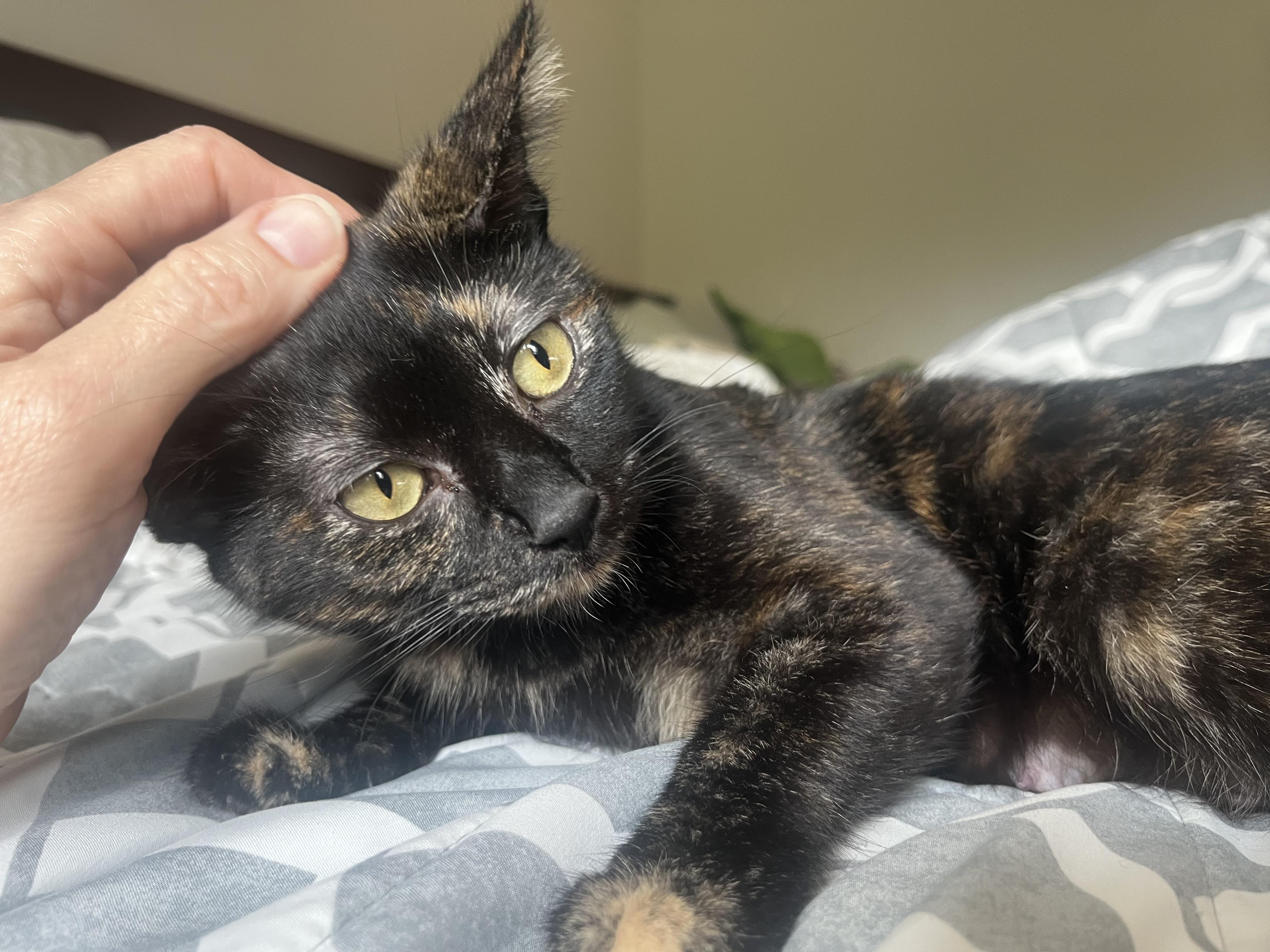 Jasmine, a Adoptable Tortoiseshell in Palatine, IL image 2/2