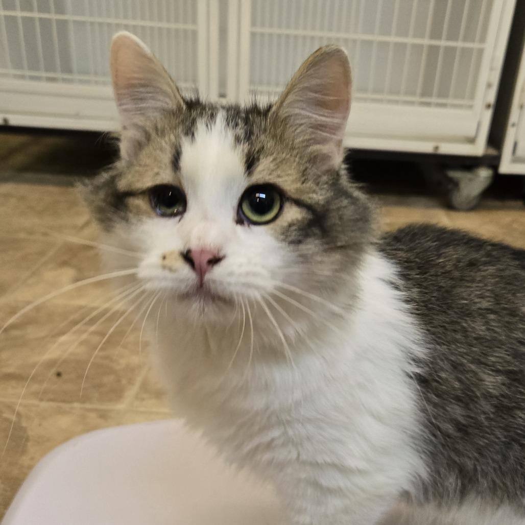 MrMr, Adoptable, Young Male Domestic Short Hair.