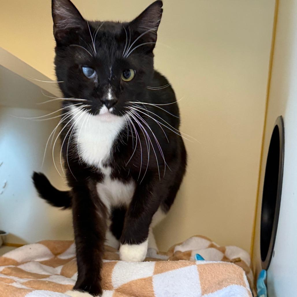 Enlarge Kevin, a Adoptable Domestic Short Hair in Concord, NH image 1/1