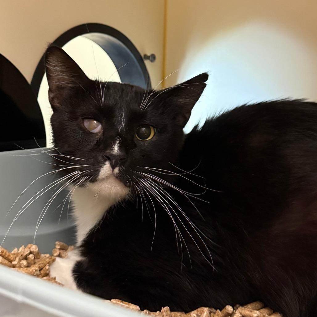 Kevin, Adoptable, Adult Male Domestic Short Hair.