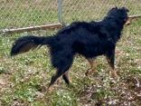 Enlarge Sheela, a ADOPTABLE mixed breed in Glasgow, KY image 1/2