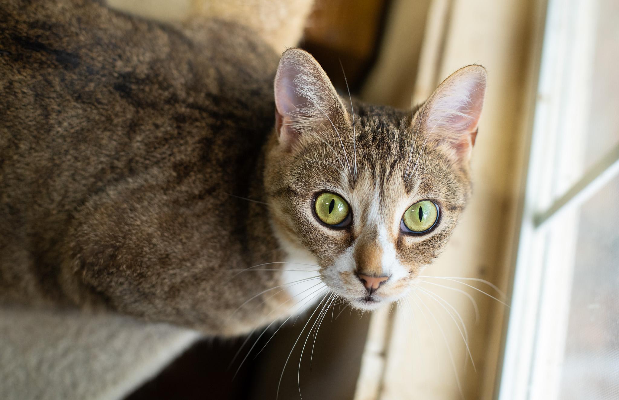 Poppy, Adult Female American Shorthair