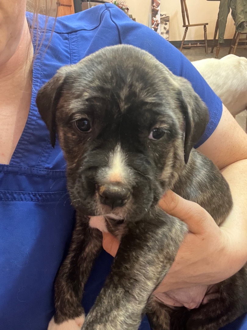 Dog for adoption Cranberry, a Labrador Retriever & Pit Bull Terrier Mix in Rock Hill, SC