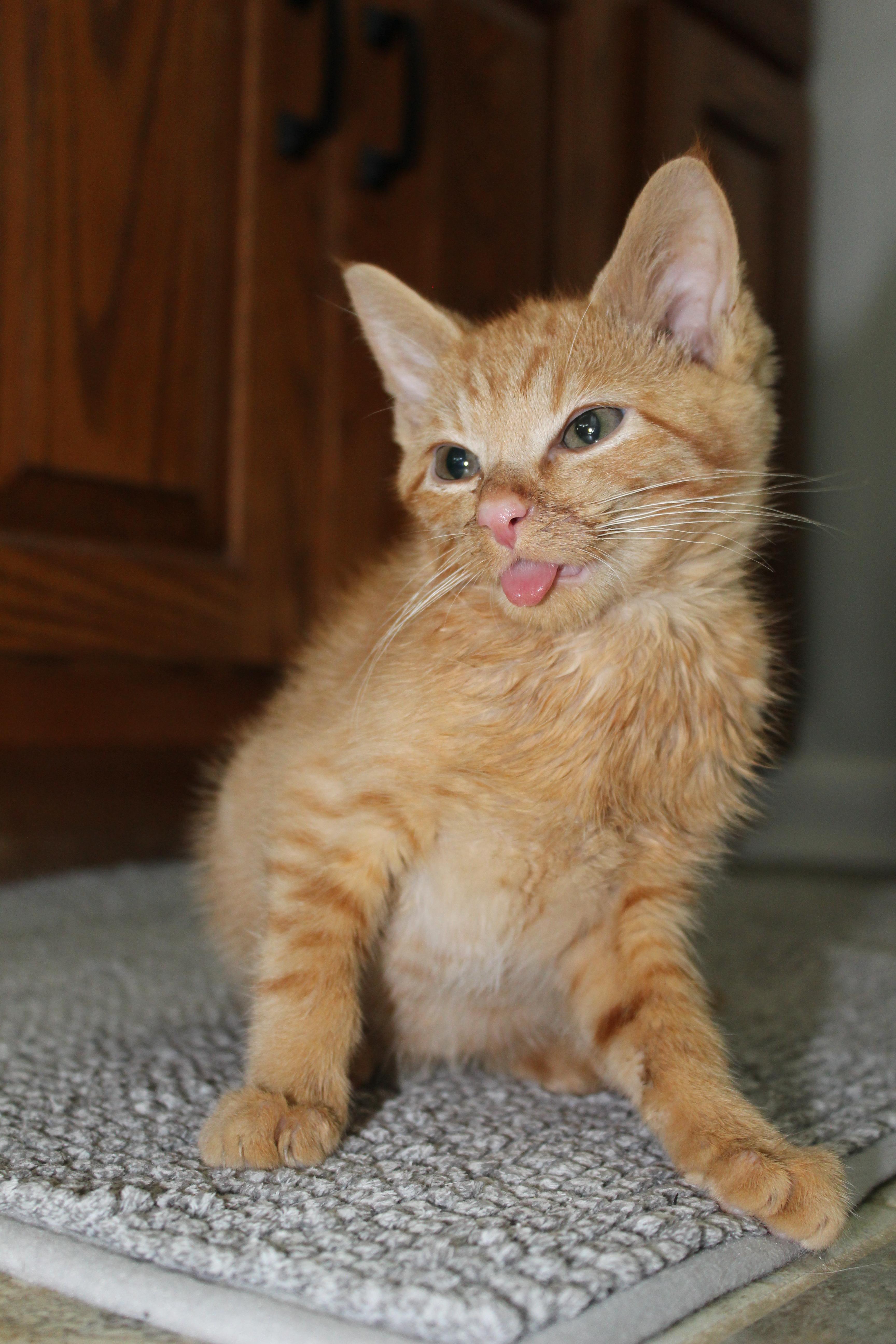 Perry, Adoptable, Young Male Domestic Short Hair.