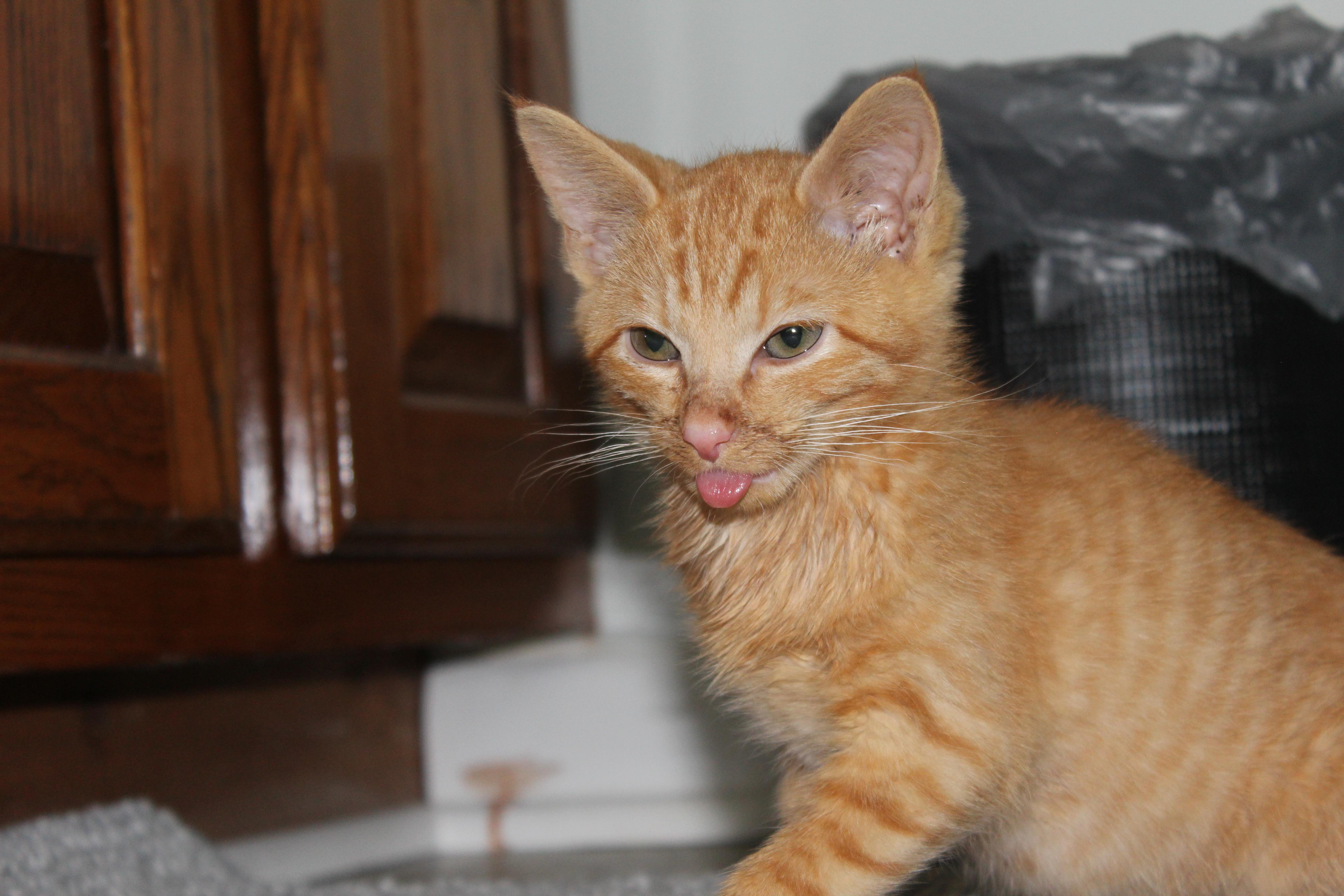 Enlarge Perry, a Adoptable Domestic Short Hair in Bethel Park, PA image 2/6