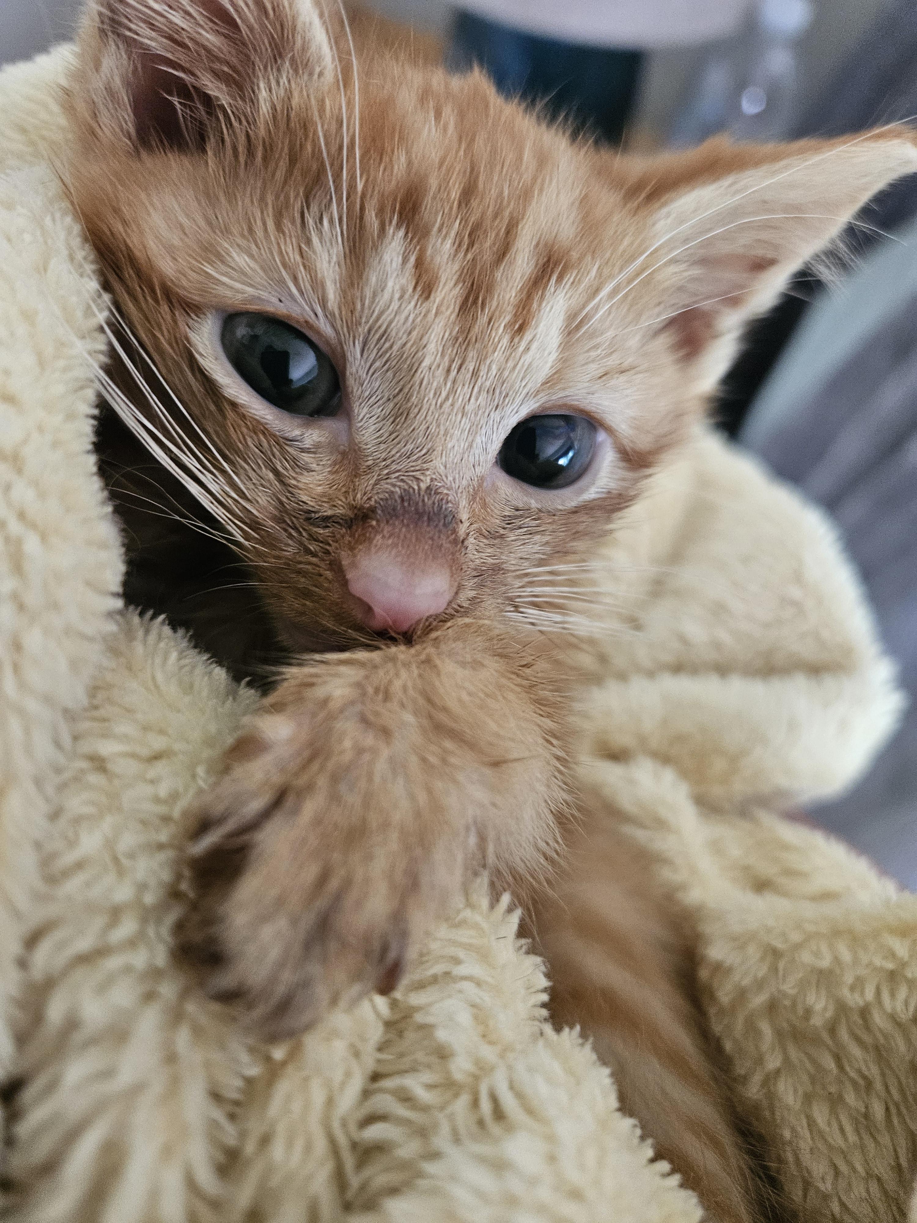 Perry, Adoptable, Young Male Domestic Short Hair.