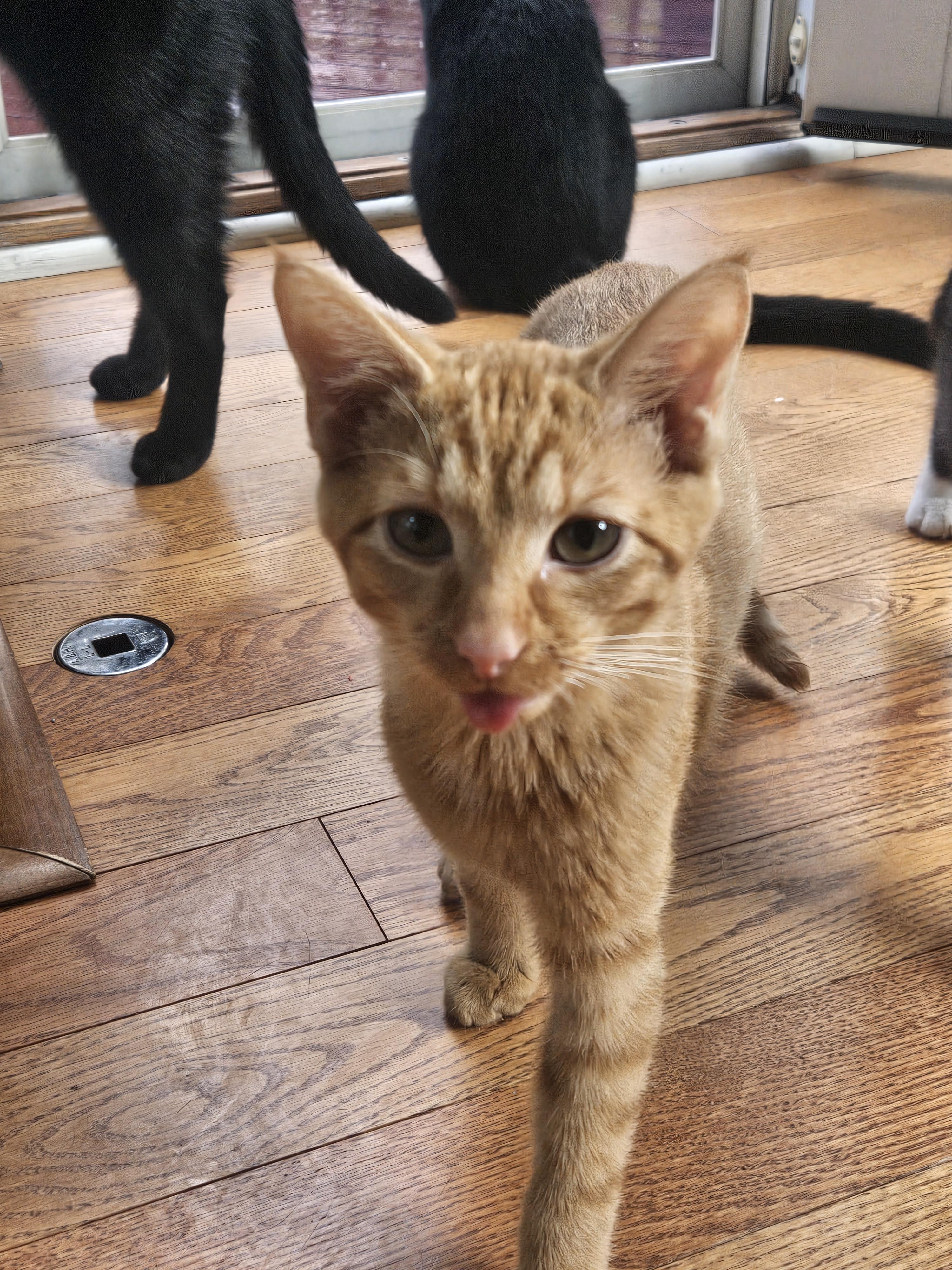 Enlarge Perry, a Adoptable Domestic Short Hair in Bethel Park, PA image 5/6