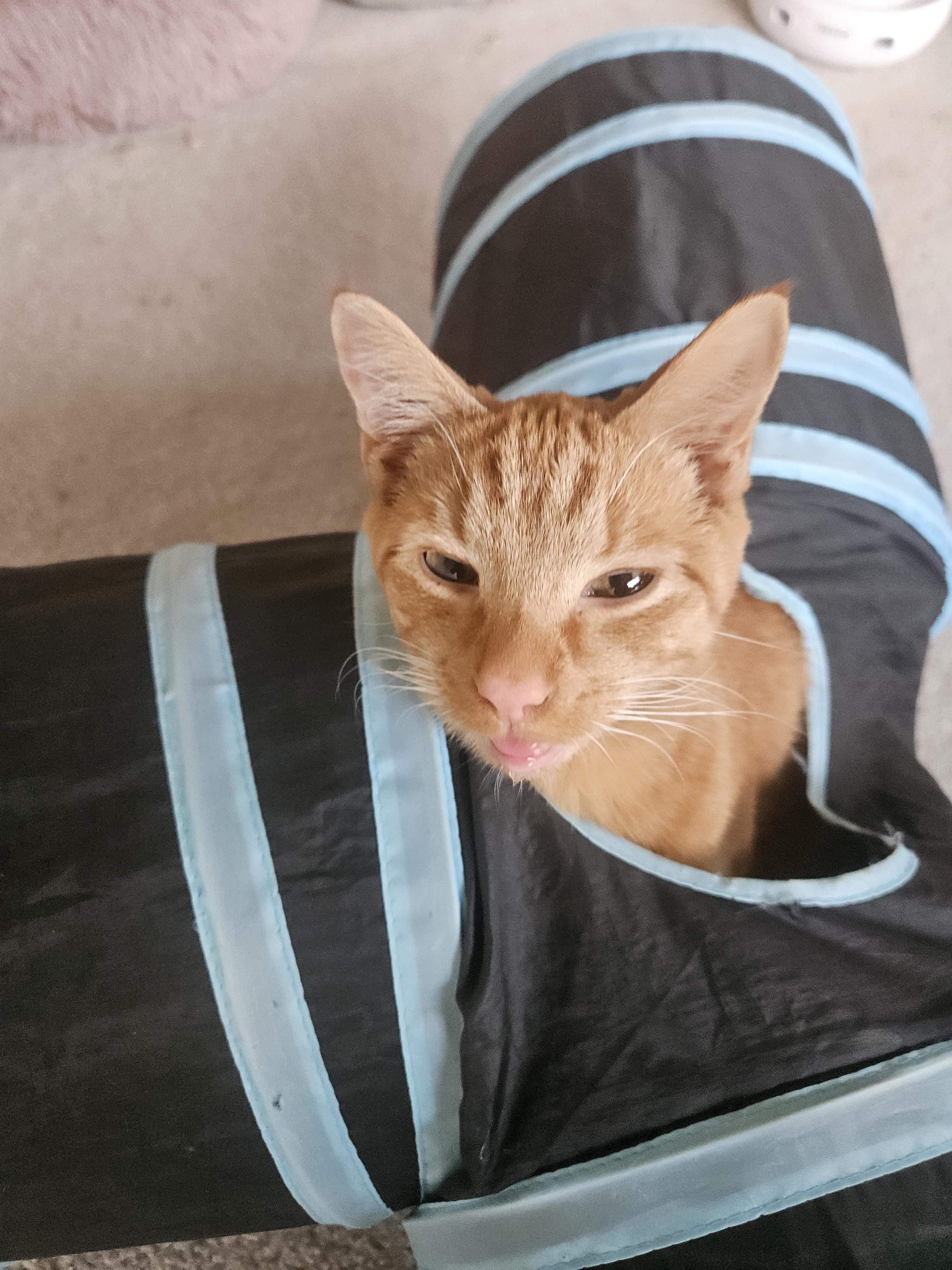 Enlarge Perry, a Adoptable Domestic Short Hair in Bethel Park, PA image 6/6