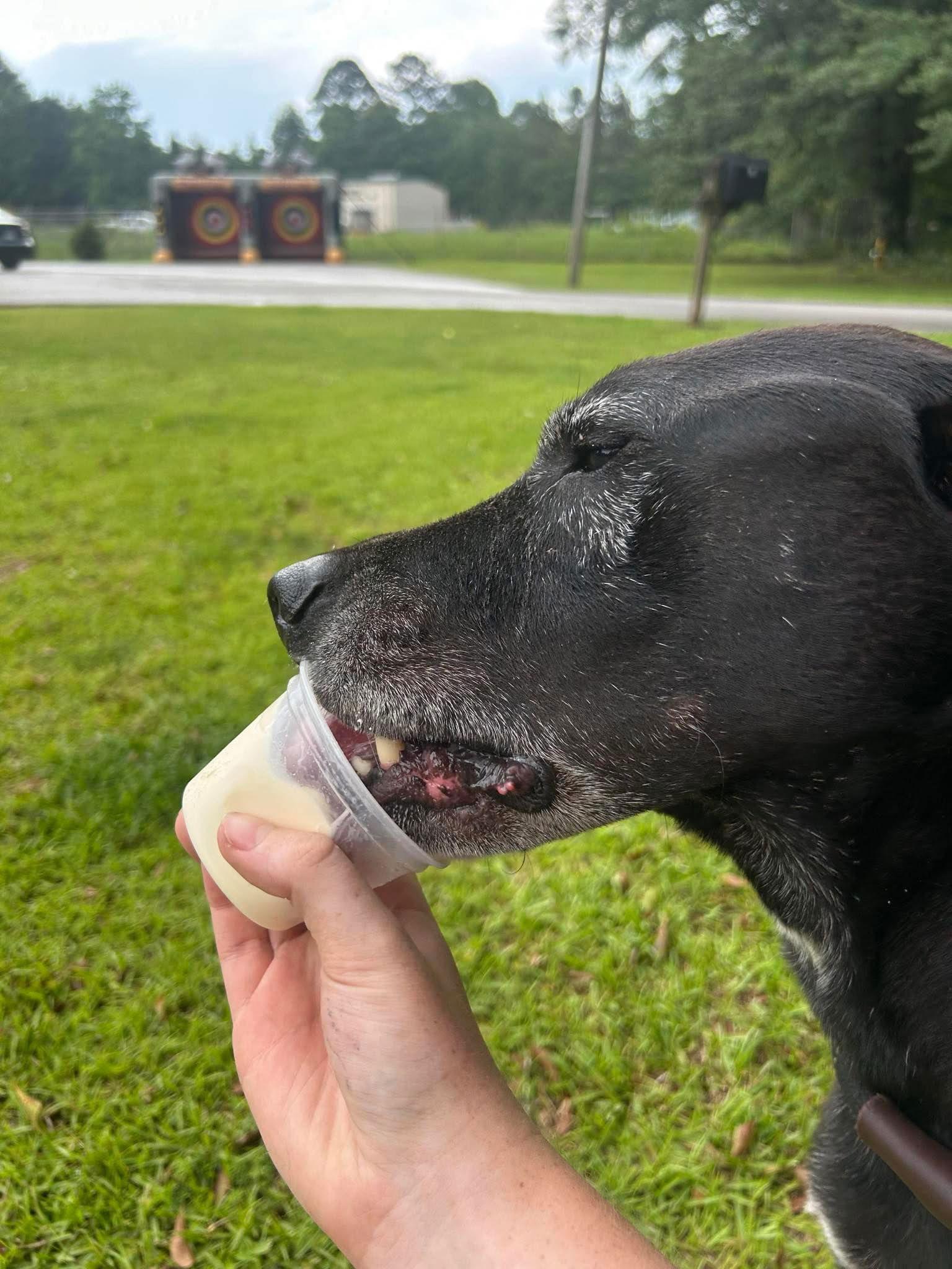 Mario, Adopted, Senior Male Pit Bull Terrier & Labrador Retriever.