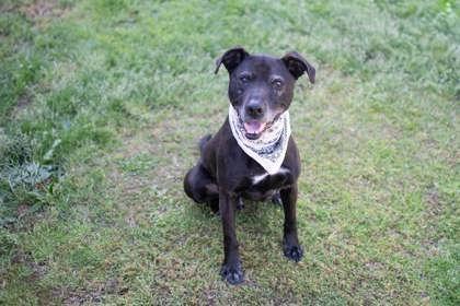 Enlarge Mario, a Adopted mixed breed in Stratham, NH image 2/3