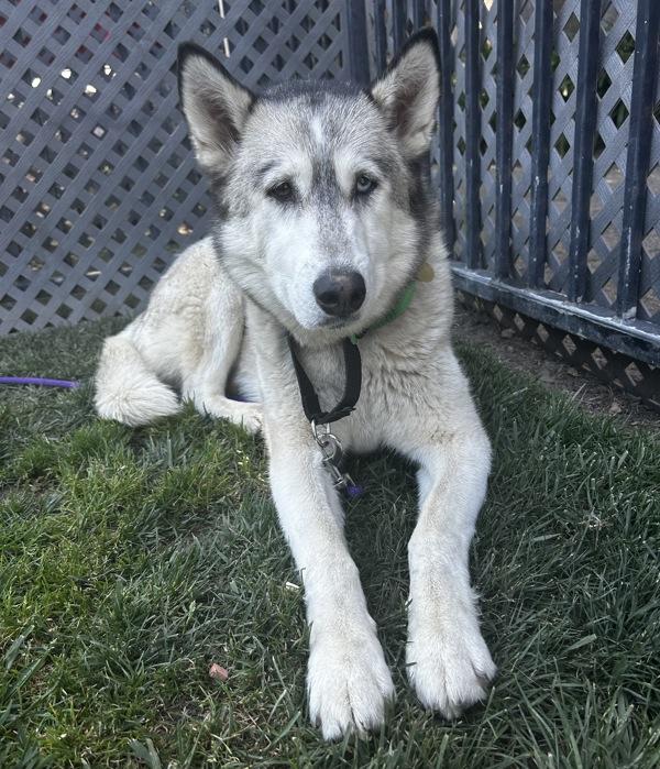 Enlarge Celine, a Adoptable mixed breed in Dublin, CA image 1/3