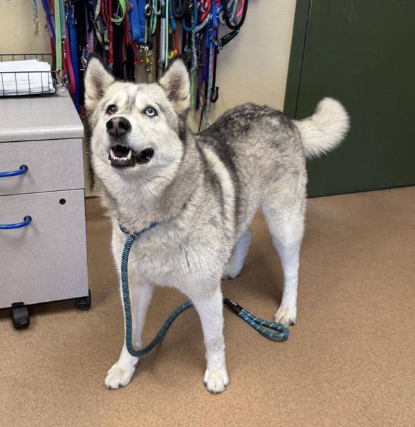 Enlarge Celine, a Adoptable mixed breed in Dublin, CA image 2/3