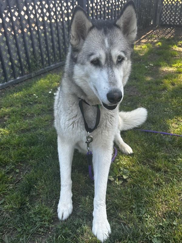 Enlarge Celine, a Adoptable mixed breed in Dublin, CA image 3/3