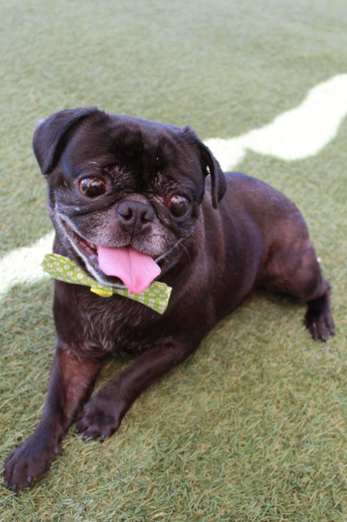 Hibachi, a Adoptable Pug in Gardena, CA image 1/6