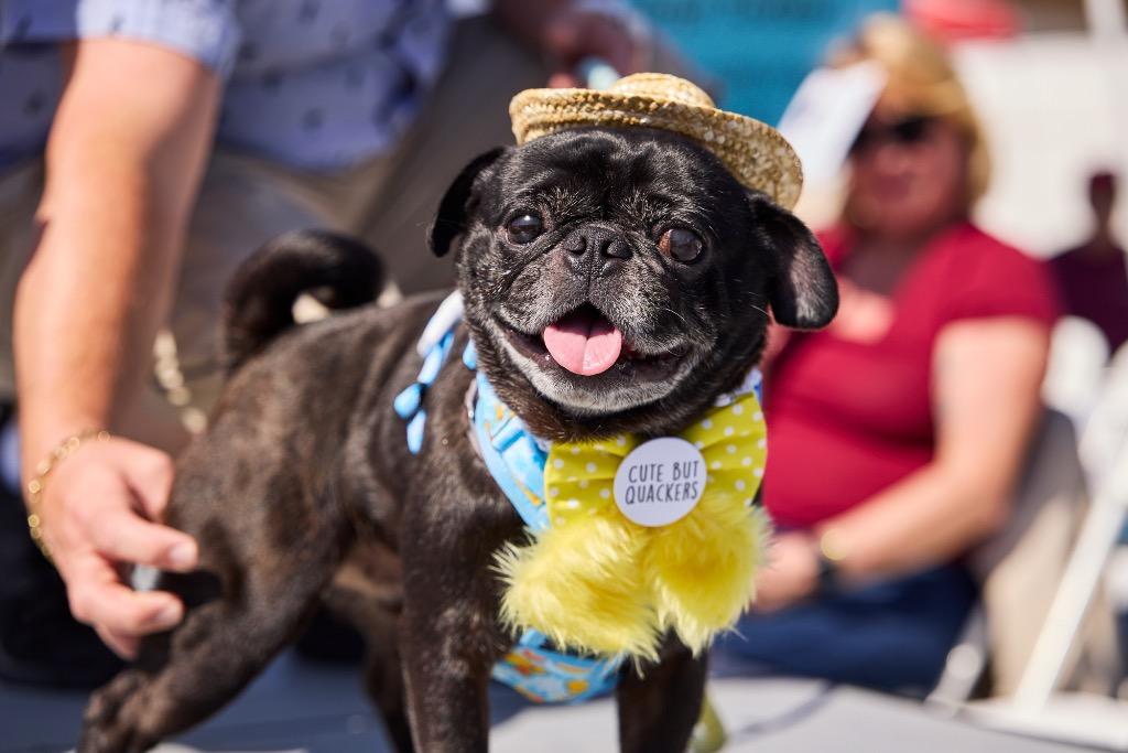 Hibachi, a Adoptable Pug in Gardena, CA image 2/6