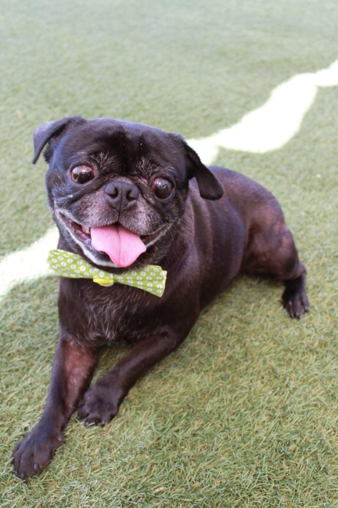 Hibachi, a Adoptable Pug in Gardena, CA image 3/6