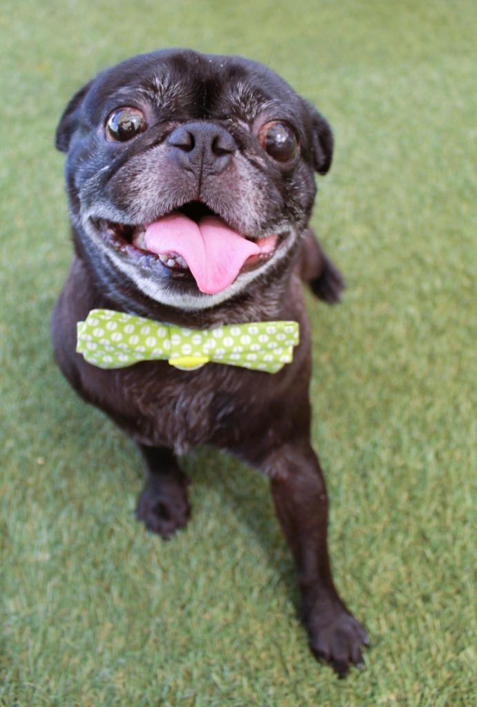 Hibachi, a Adoptable Pug in Gardena, CA image 4/6