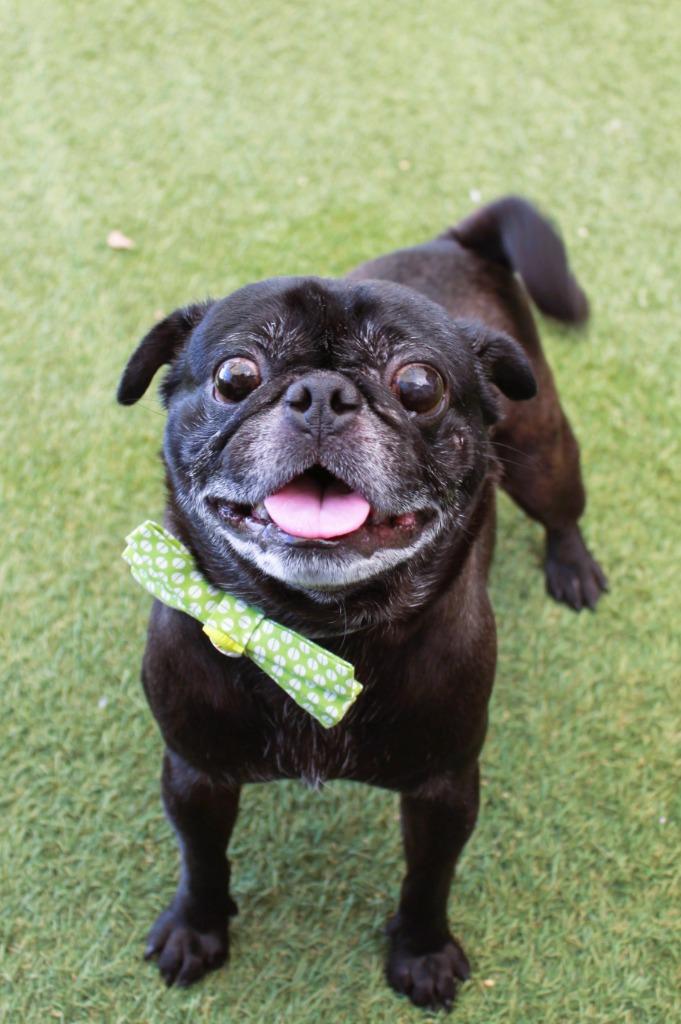 Hibachi, a Adoptable Pug in Gardena, CA image 5/6