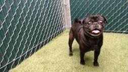 Hibachi, a Adoptable Pug in Gardena, CA image 6/6