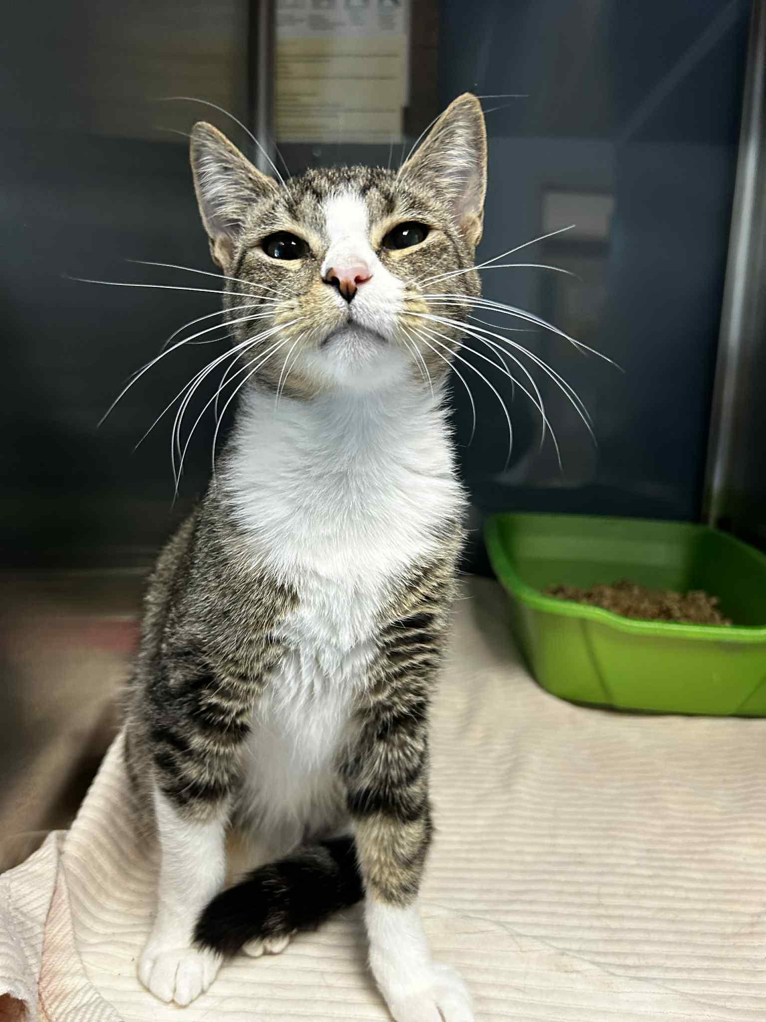 Manny, Adoptable, Adult Male Domestic Short Hair.