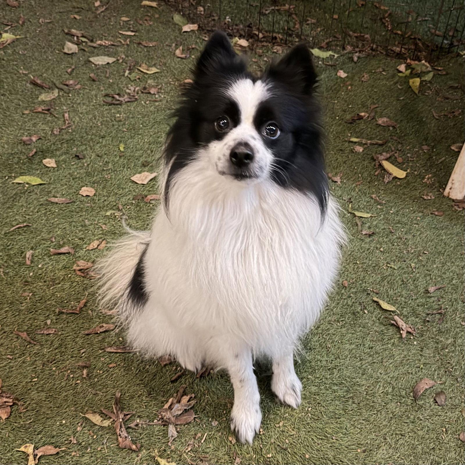Enlarge Slinky, a Adoptable Pomeranian in Garland, TX image 1/2
