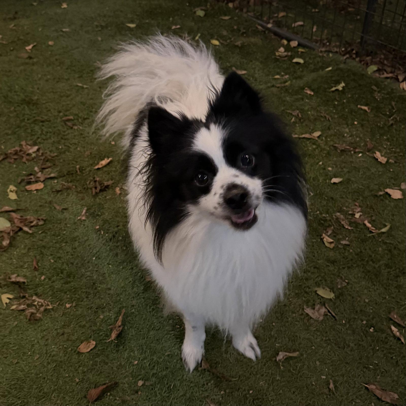 Enlarge Slinky, a Adoptable Pomeranian in Garland, TX image 2/2
