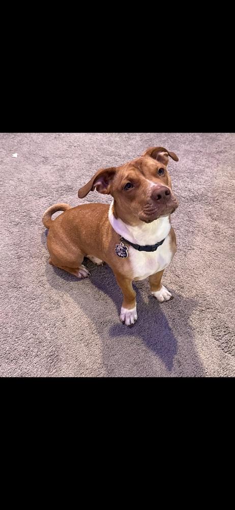 Bruno, a Adoptable mixed breed in Clinton Township, MI image 1/6