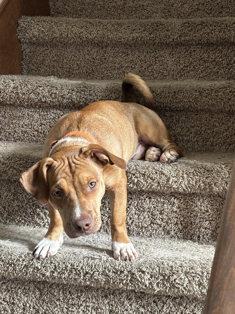 Bruno, a Adoptable mixed breed in Clinton Township, MI image 2/6