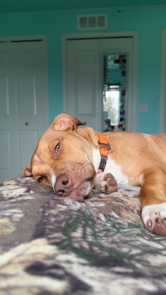 Bruno, a Adoptable mixed breed in Clinton Township, MI image 3/6