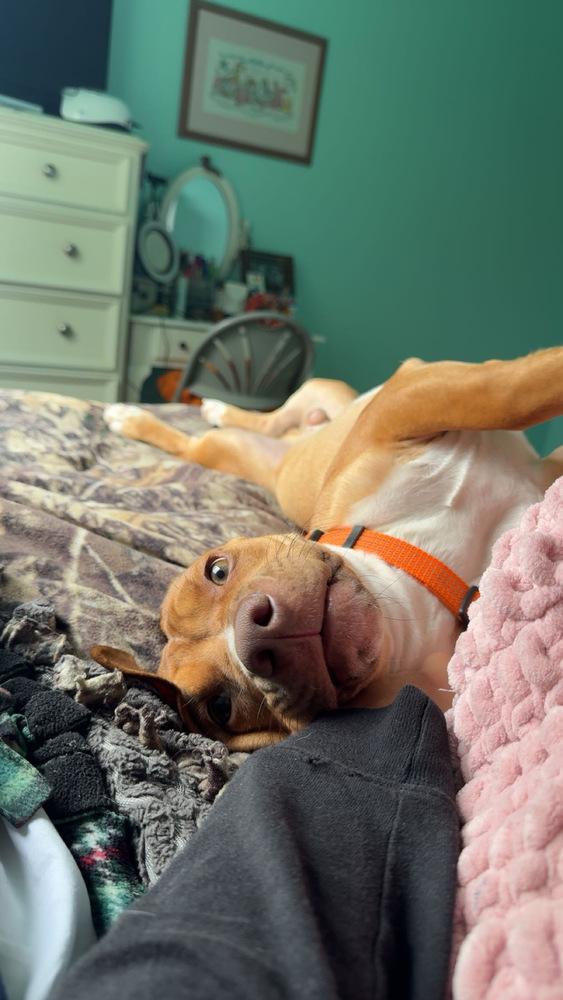 Bruno, a Adoptable mixed breed in Clinton Township, MI image 4/6