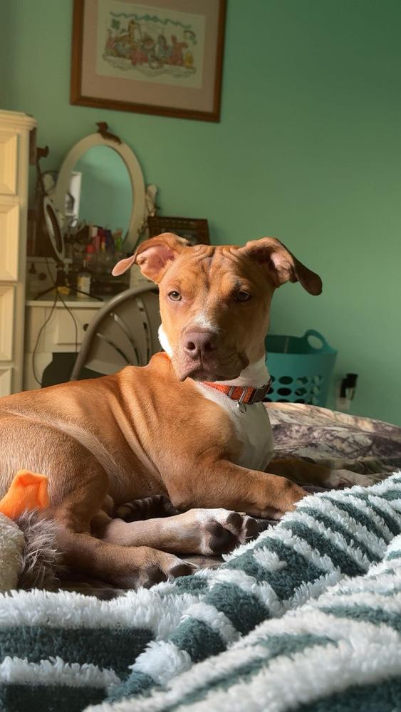 Bruno, a Adoptable mixed breed in Clinton Township, MI image 5/6