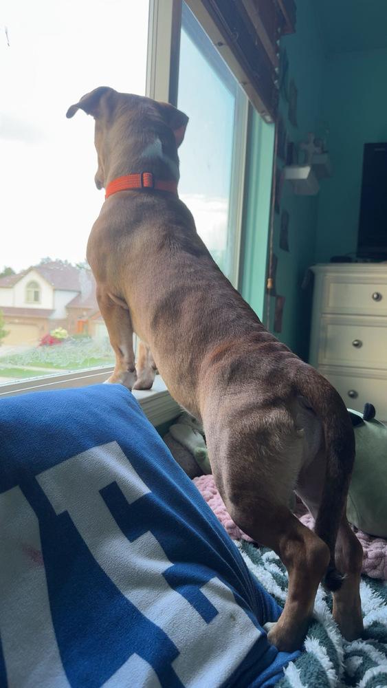 Bruno, a Adoptable mixed breed in Clinton Township, MI image 6/6