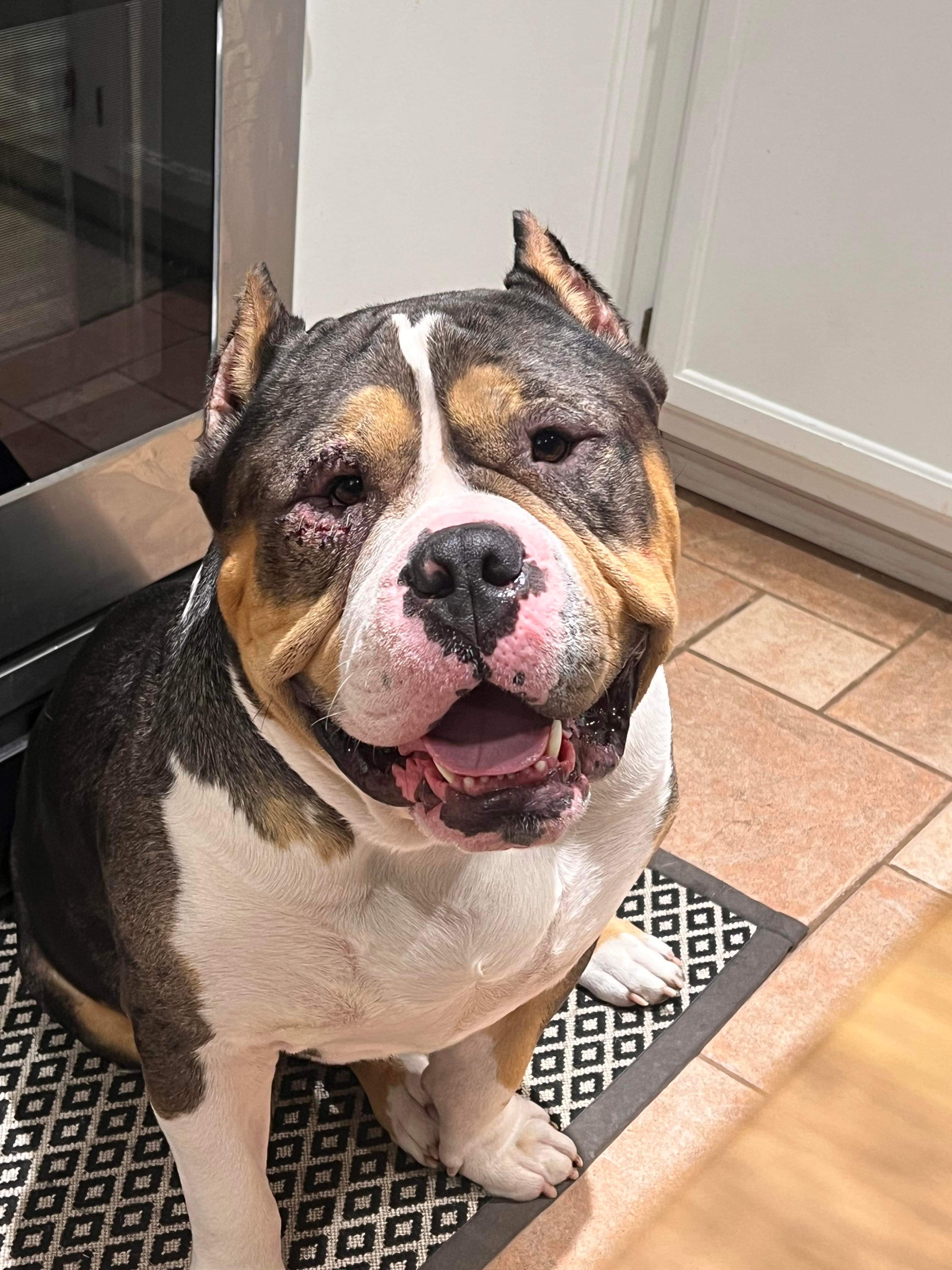 Enlarge Mieko, an adoptable American Bully in Tulsa, OK image 4/6