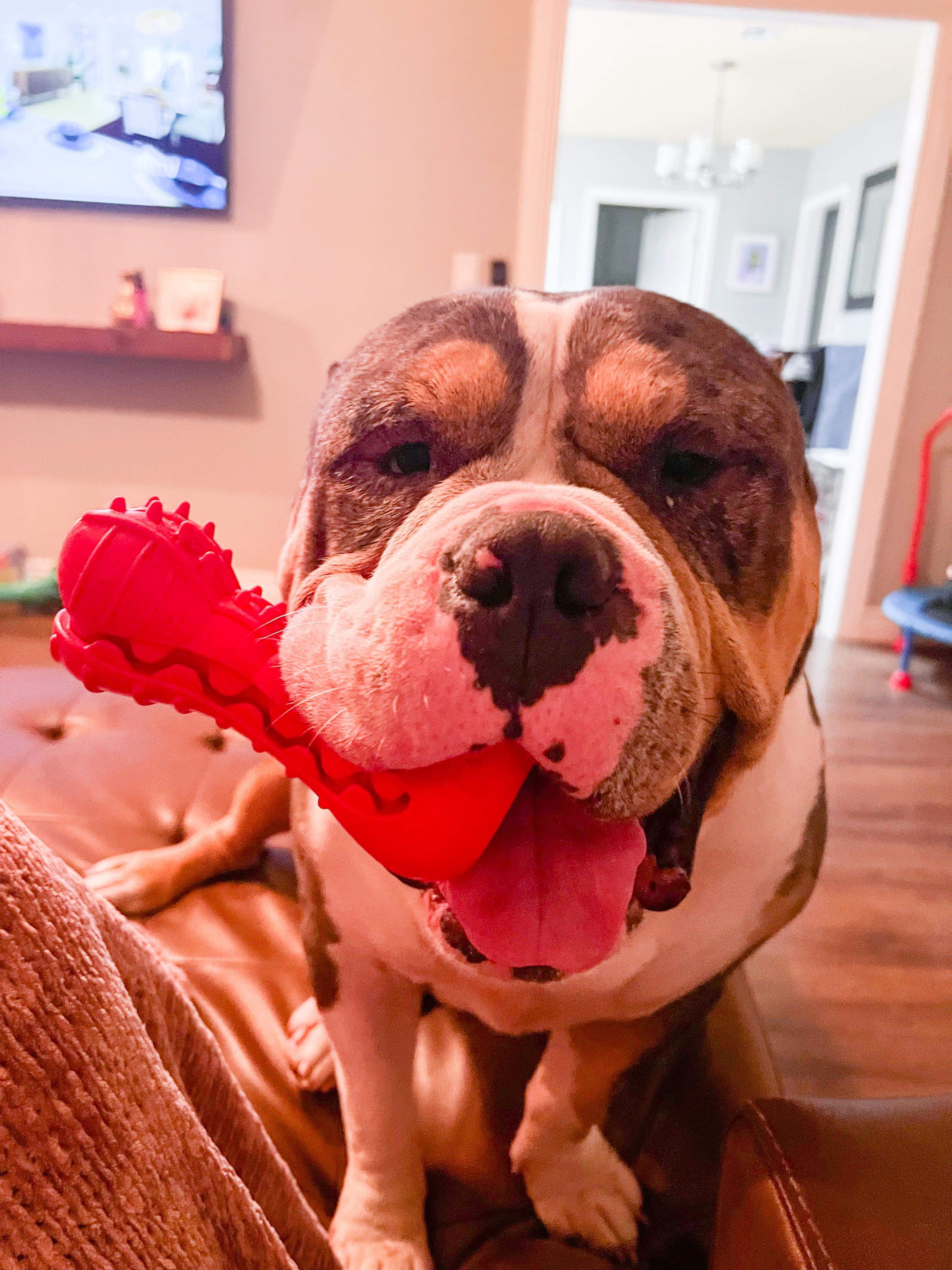 Enlarge Mieko, an adoptable American Bully in Tulsa, OK image 5/6